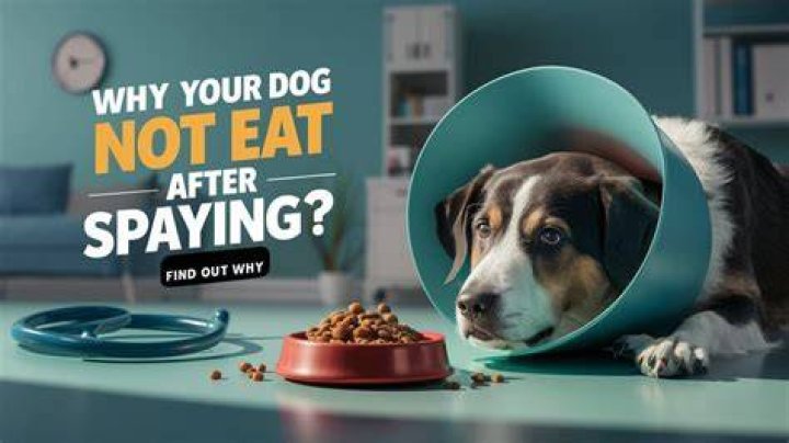 Dog Not Eating After Spay