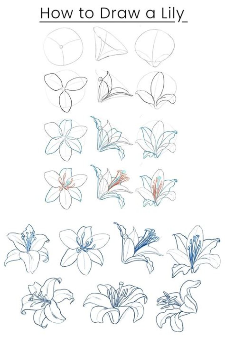 Dragon lilies - How To Discuss