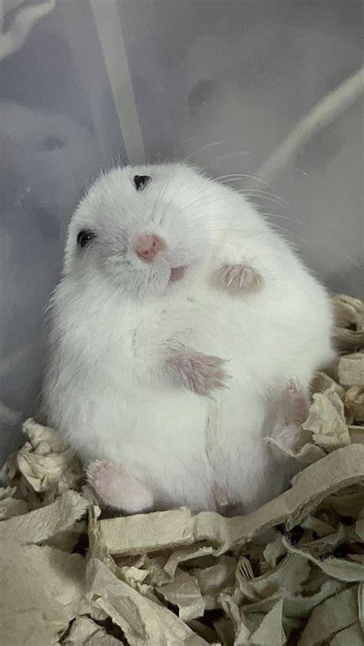 Hamster Branco - How To Discuss