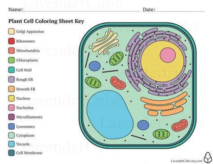 Plant Cell Coloring - How To Discuss