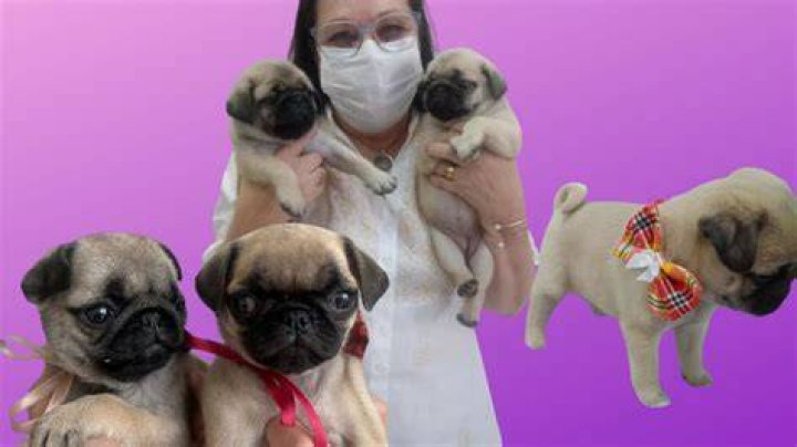 Quanto Custa Um Pug - How To Discuss