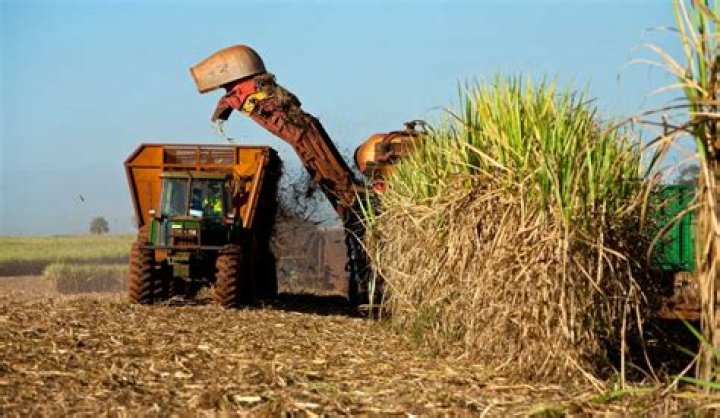 When Is Sugar Cane Harvested In Louisiana