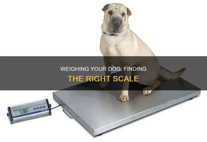 Where Can I Weigh My Dog